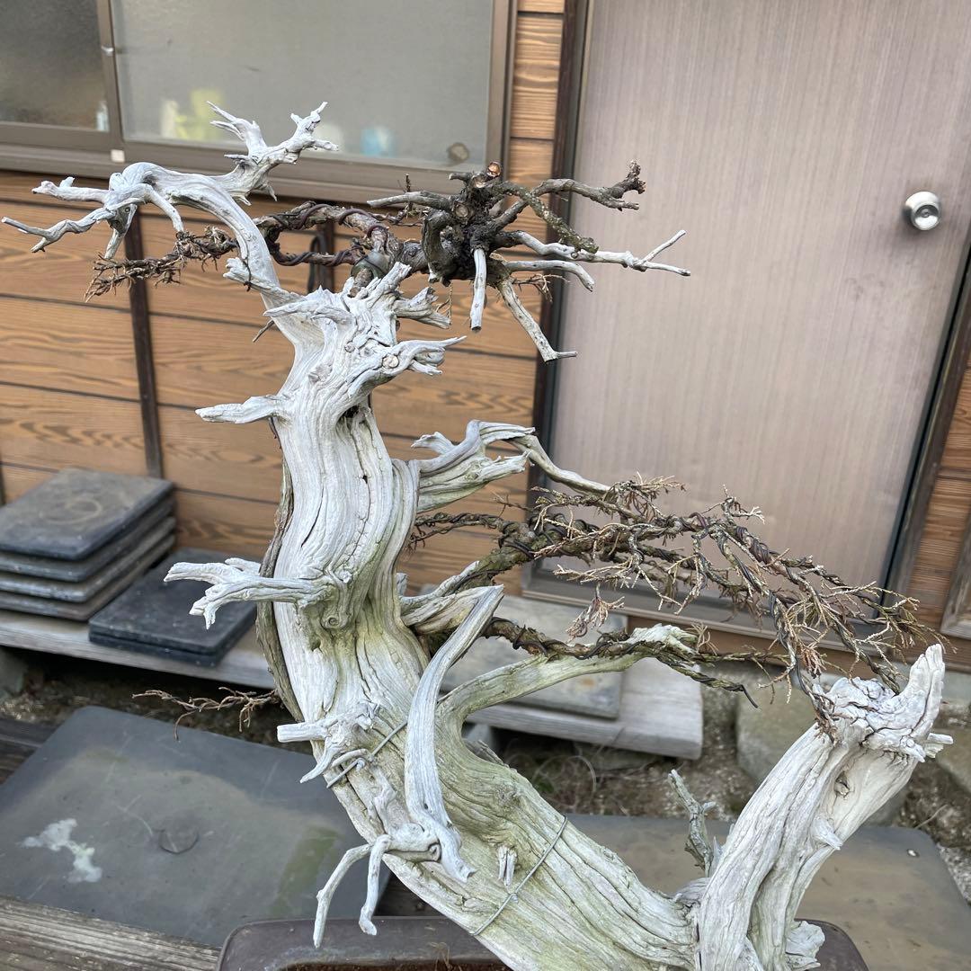 枯れ盆栽 真柏ドライ盆栽 アート盆栽 オブジェベース