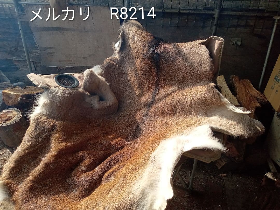 天然日本鹿　毛皮　ラグ　オマケ付き