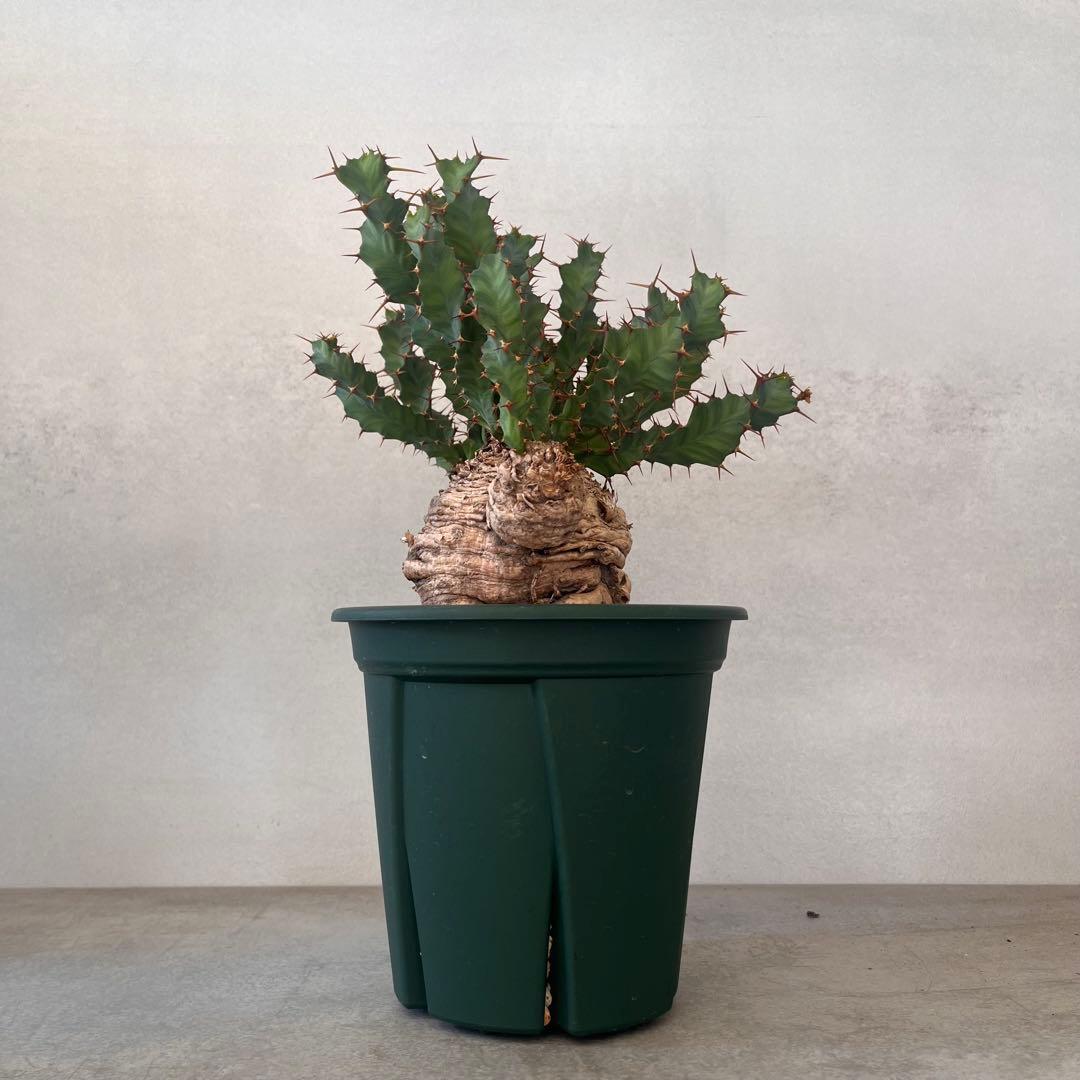ユーフォルビア　クラビゲラ　現地球　Euphorbia clavigera 美株