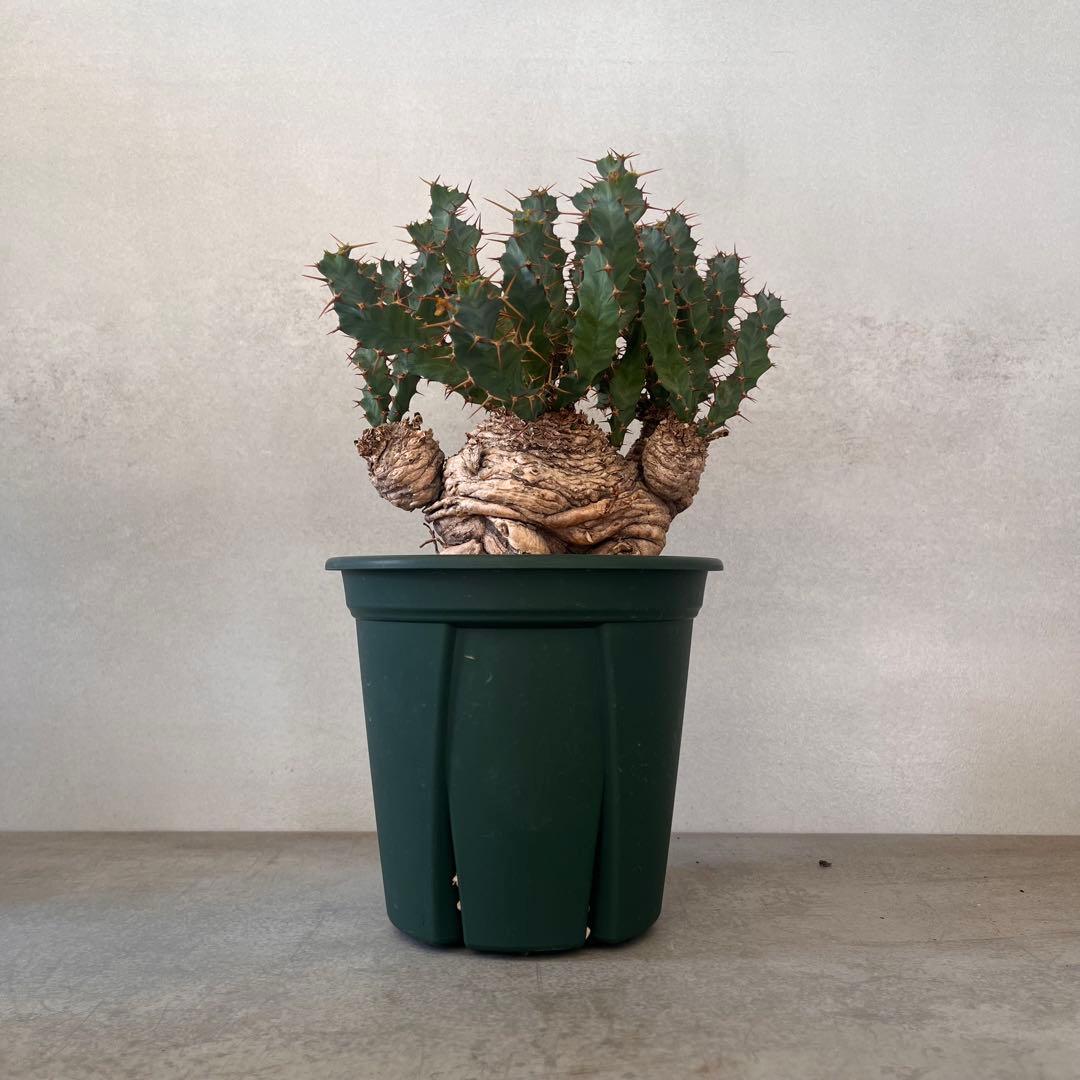 ユーフォルビア　クラビゲラ　現地球　Euphorbia clavigera 美株