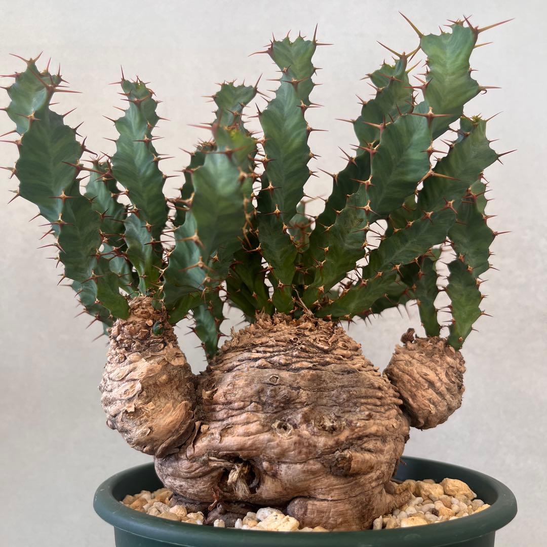 ユーフォルビア　クラビゲラ　現地球　Euphorbia clavigera 美株