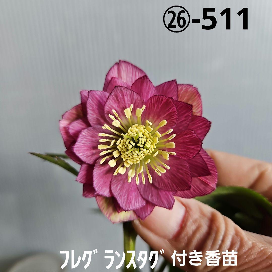 Sh様ご購入苗㉖-511クリスマスローズ