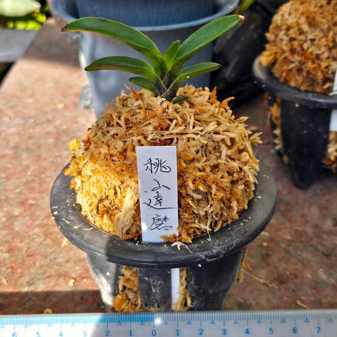 ✨️富貴蘭　桃山達磨✨️　割子