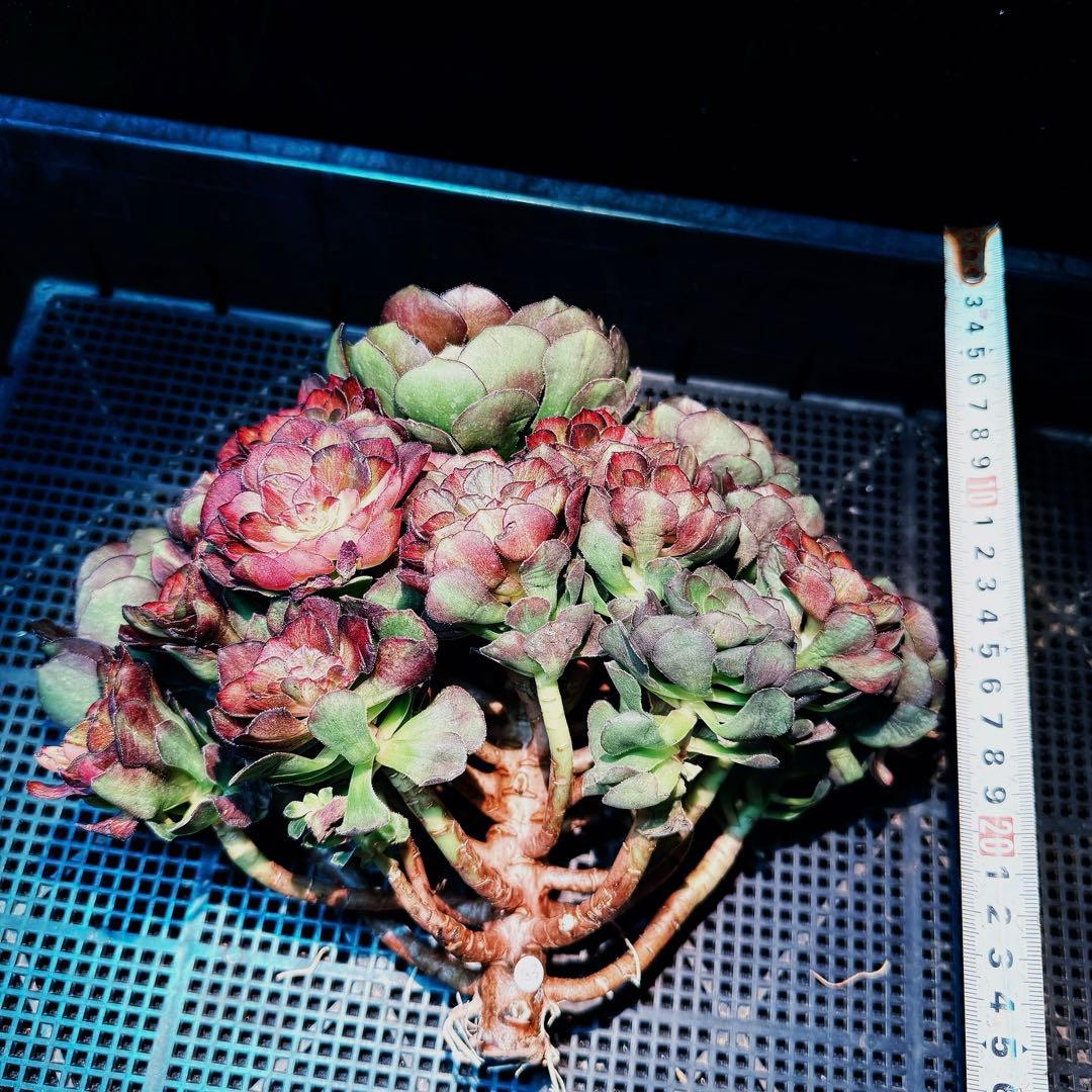 新入荷超レア新品種　ドラゴンスケール(古株群生) 法師錦　観葉植物　超大品