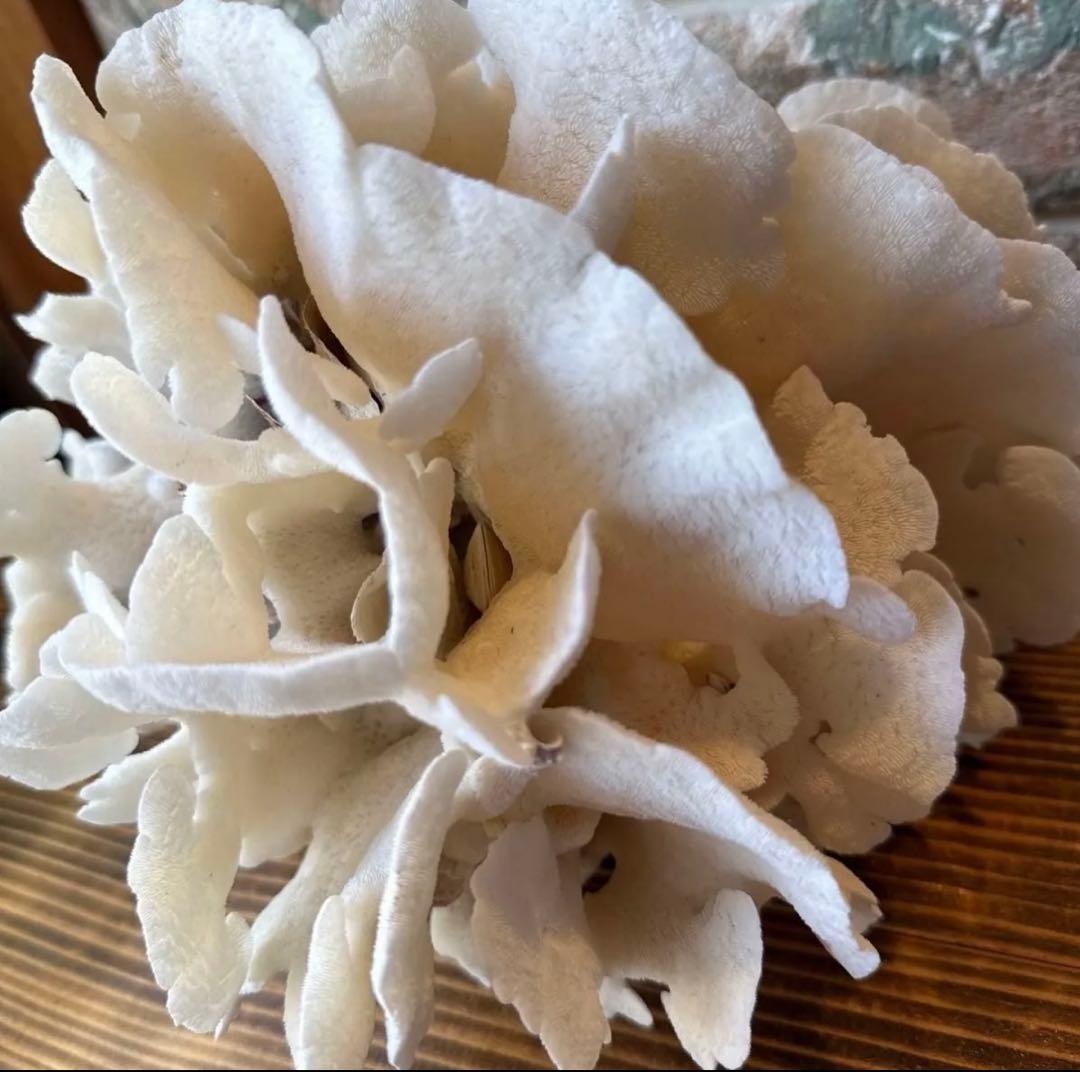 大きな天然サンゴ 約25cm