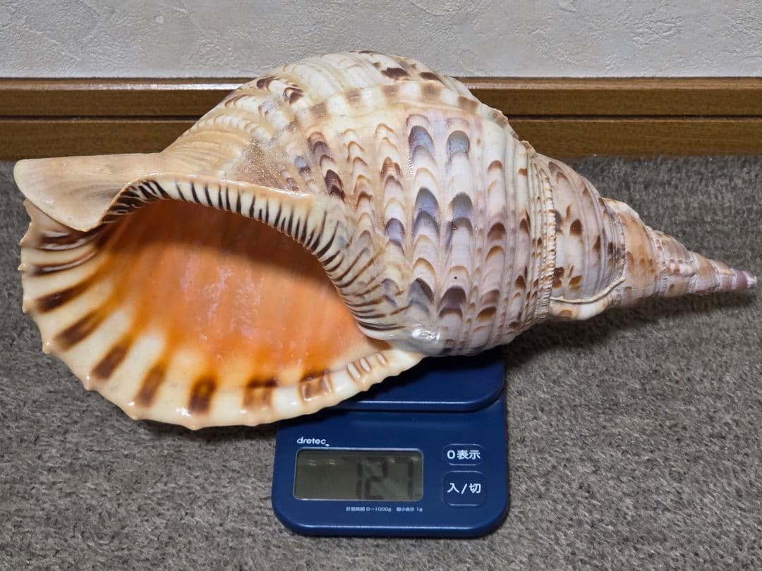 法螺貝＊ほら貝＊ホラ貝　36cm