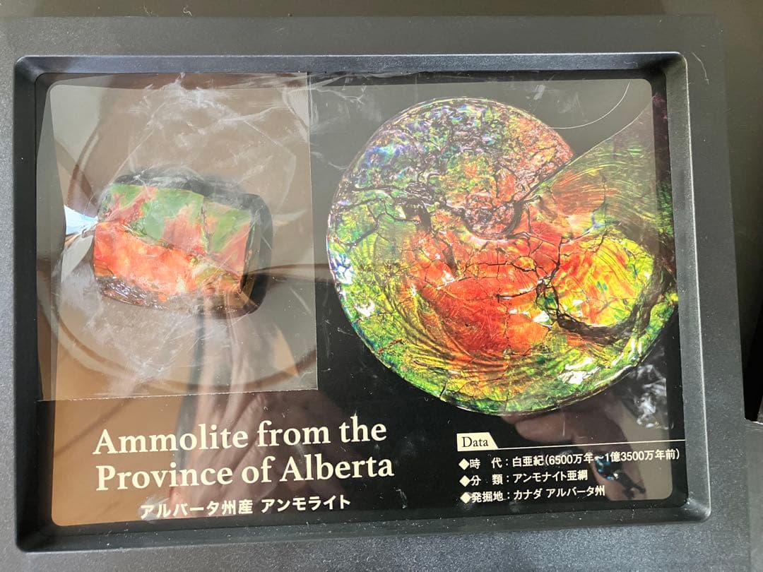 アンモライト⭐︎200カラット（41g ）
