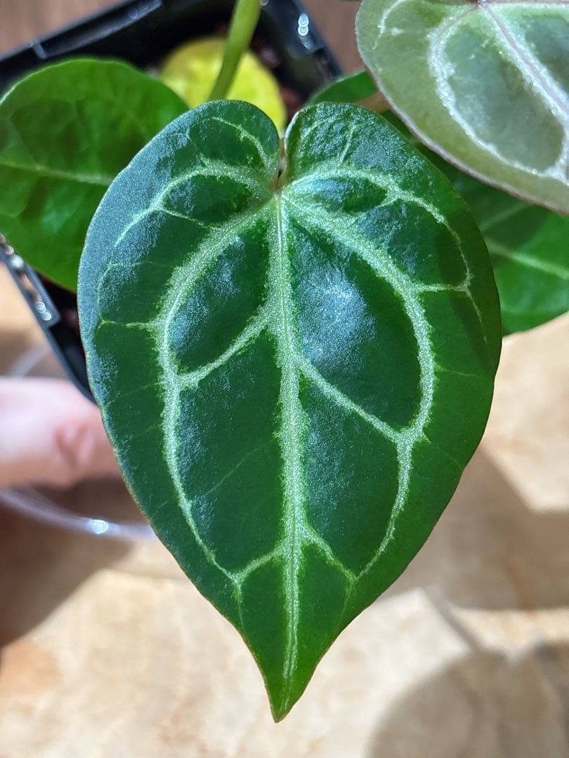 Anthurium King of spades（HU）× Michelle