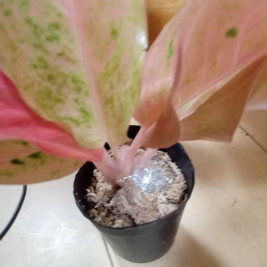 マロン　様　アグラオネマ　ピンク　エメラルド　ローズ　観葉植物