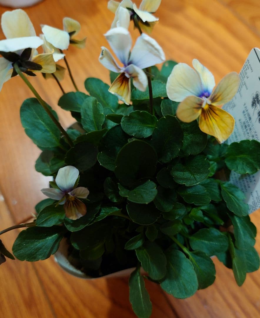 寄せ植え花　すみれ図鑑　はせページ