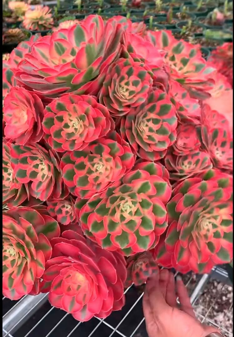 多肉植物アエオニウム錦❤️ピンクウィッチ❤️