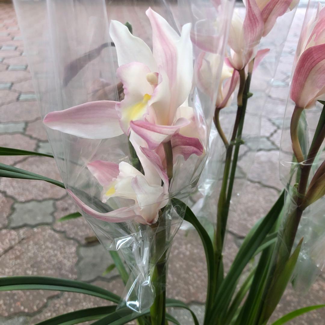 シンビジューム ありがとう サクラサク笑子3鉢セット 石田蘭園オリジナル品種