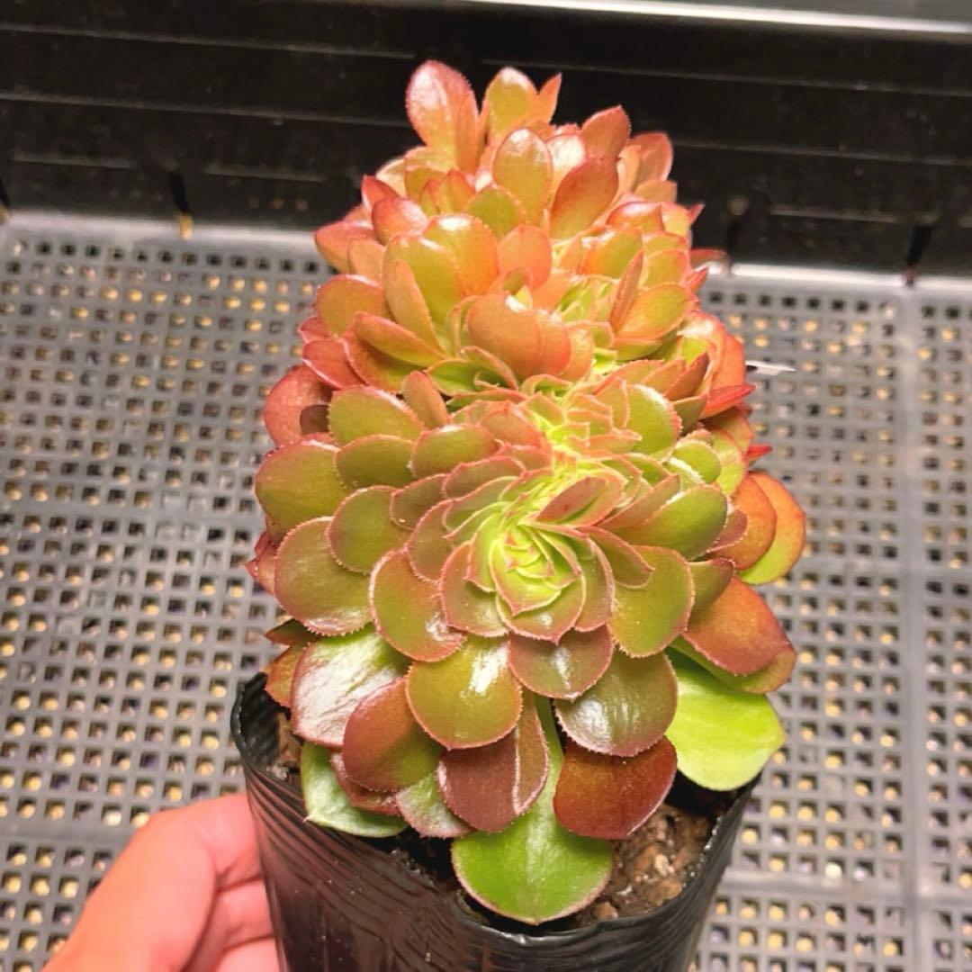91#多肉植物アエオニウム錦❤️ ハロウィンセッカ ❤️13cm拔き苗