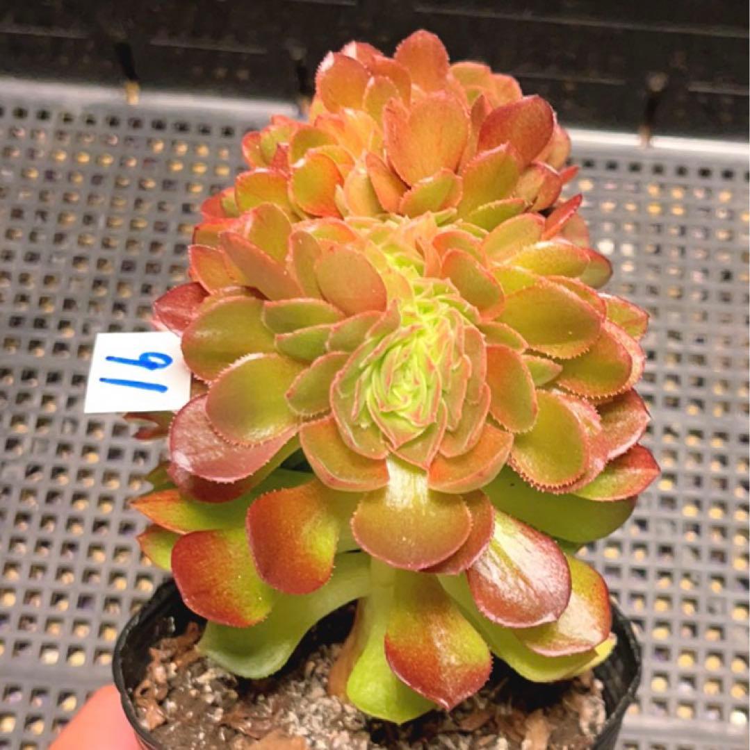 91#多肉植物アエオニウム錦❤️ ハロウィンセッカ ❤️13cm拔き苗