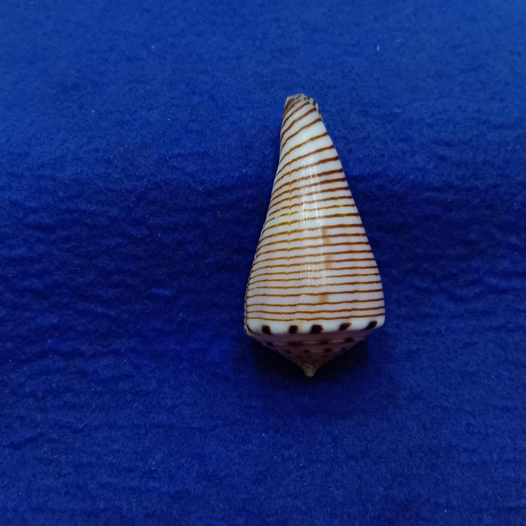 貝標本ヒラセイモ（蓋付）
