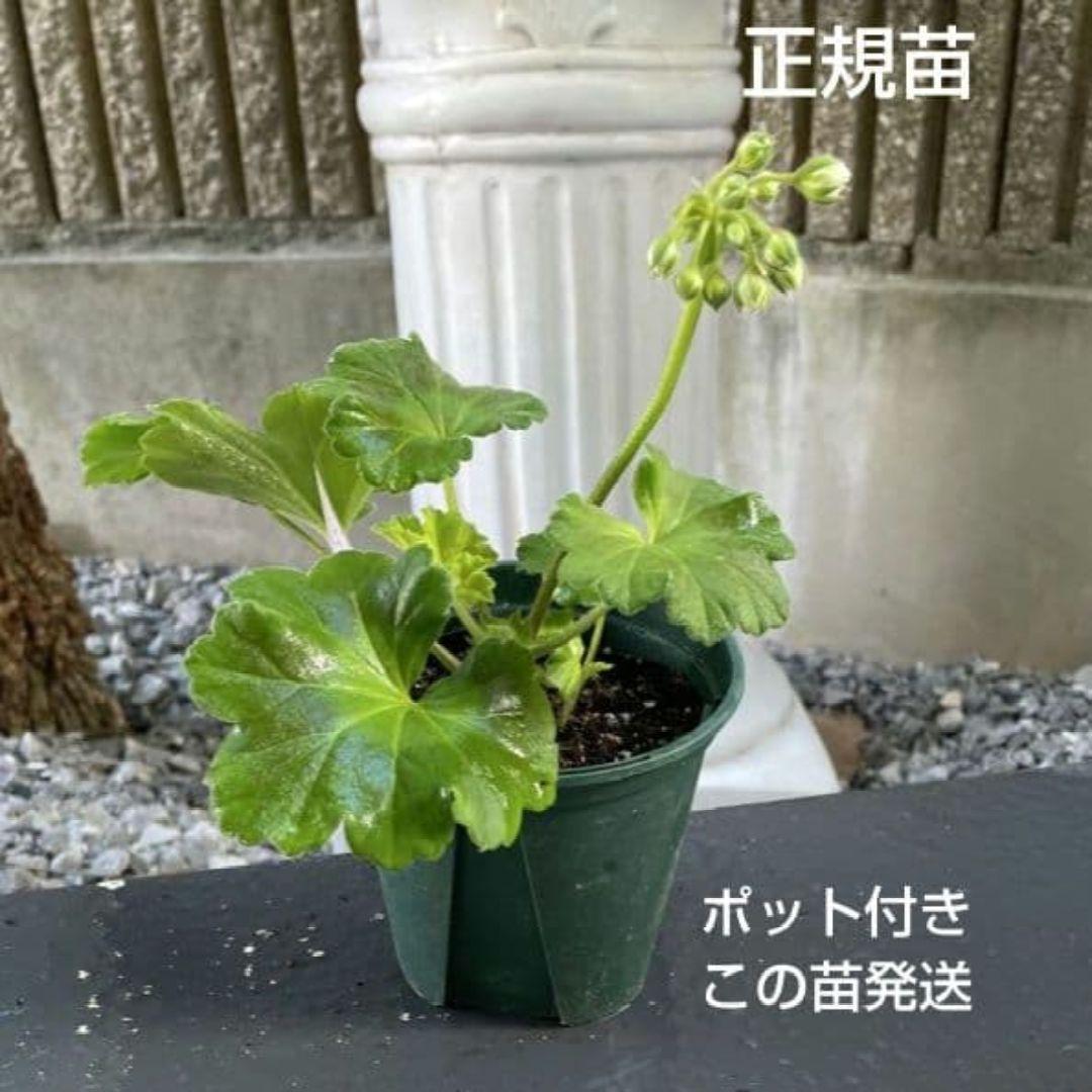香香様ゼラニウム苗 ペラルゴニウム６苗