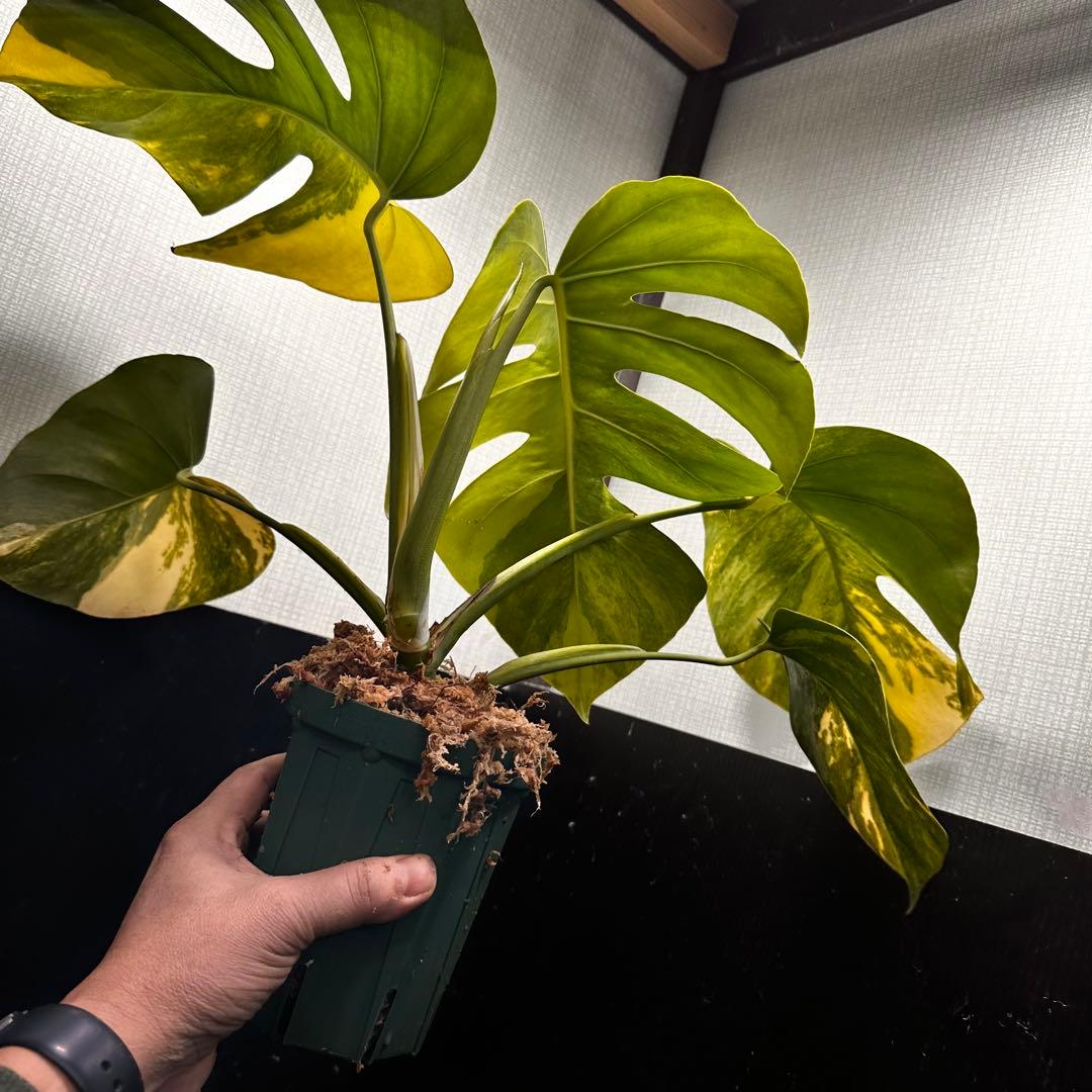 超*✿様 斑入りモンステラボルシギアナオーレア黄斑4号鉢植え47cm発根済み安心