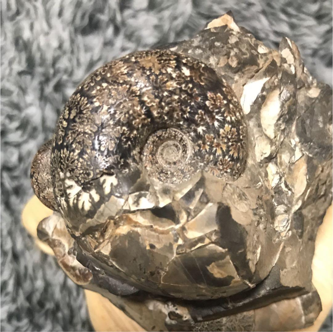 化石 テトラゴニテス