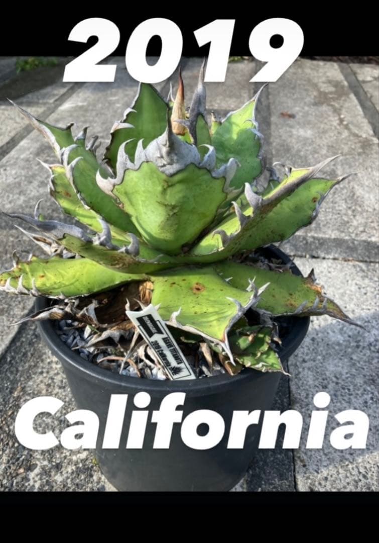 チタノタ　2019 カリフォルニア　子株　アガベ　オテロイ