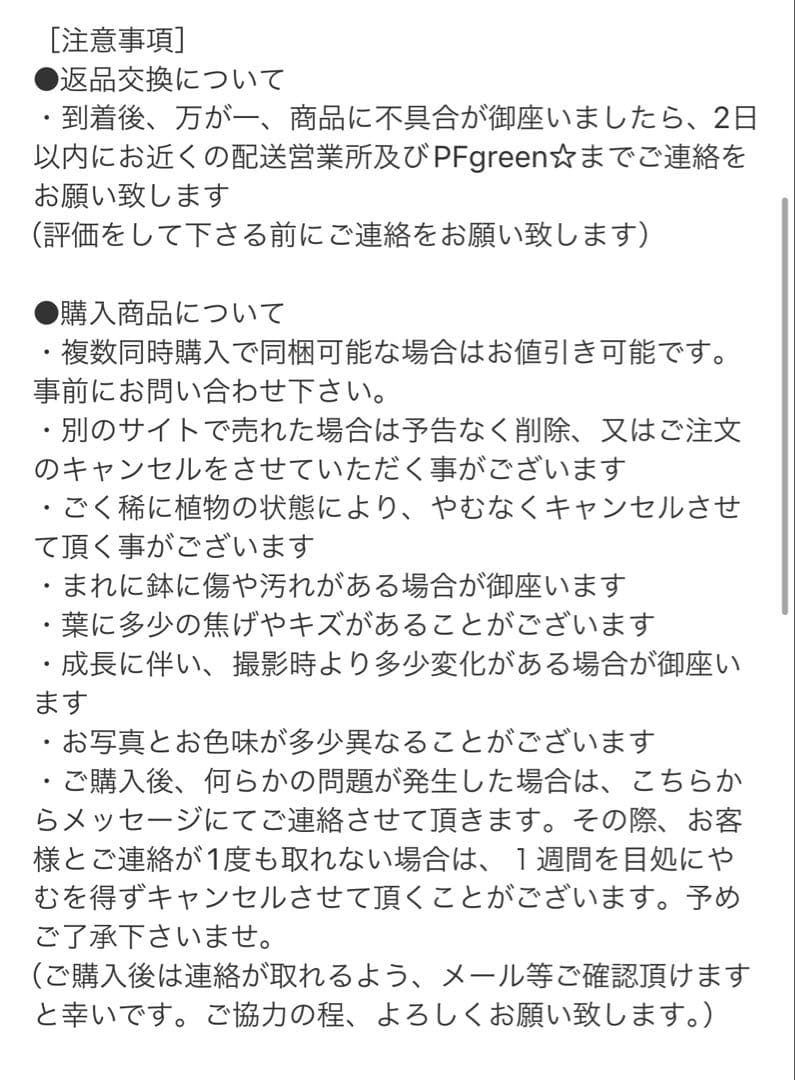 ［現品］A8 モンステラ　ボルシギアナ　幹上がり　8号　観葉植物　室内　大型