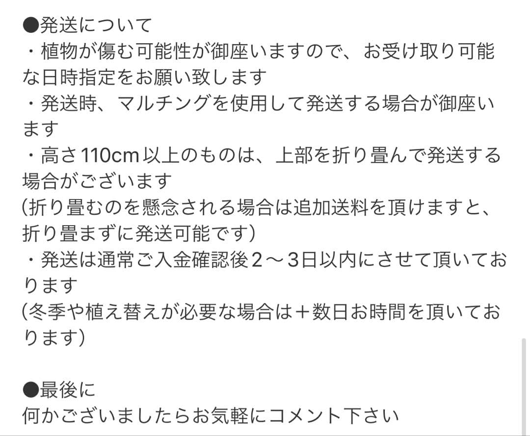 ［現品］A8 モンステラ　ボルシギアナ　幹上がり　8号　観葉植物　室内　大型