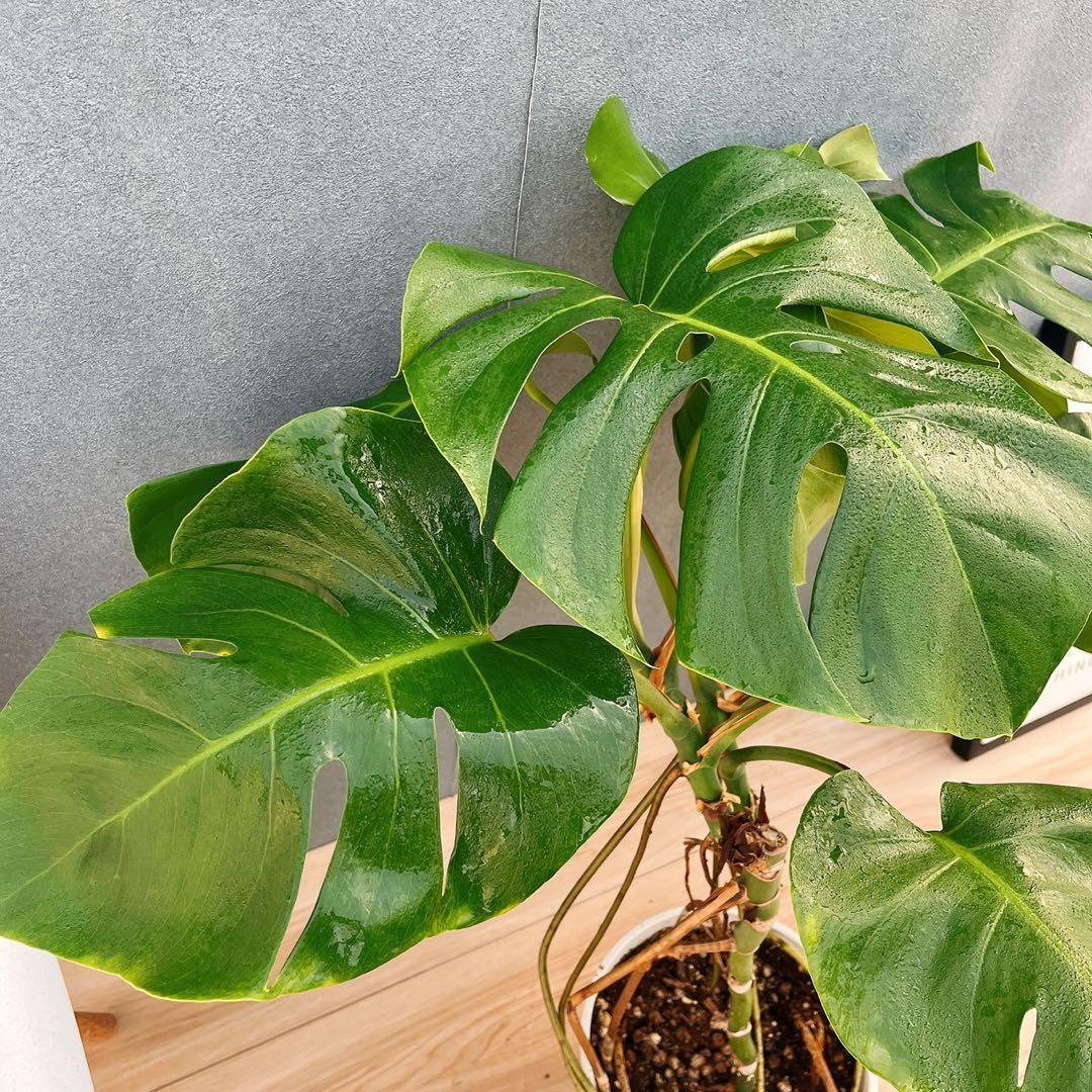 ［現品］A8 モンステラ　ボルシギアナ　幹上がり　8号　観葉植物　室内　大型
