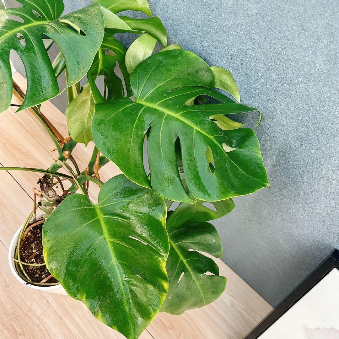 ［現品］A8 モンステラ　ボルシギアナ　幹上がり　8号　観葉植物　室内　大型