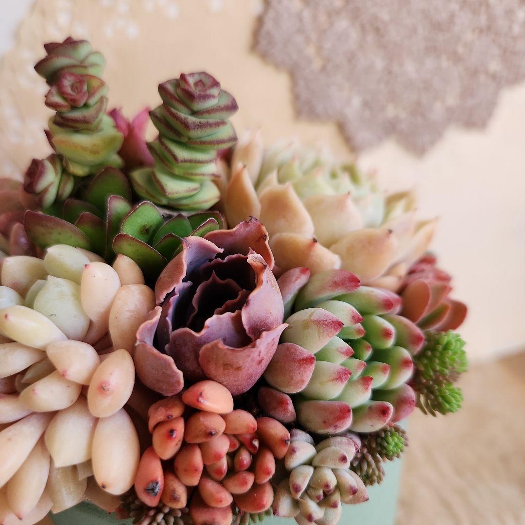 多肉植物寄せ植え　そのまま飾れる　3つセット♡