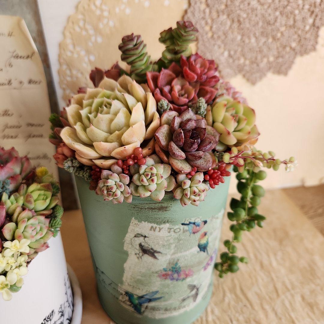 多肉植物寄せ植え　そのまま飾れる　3つセット♡