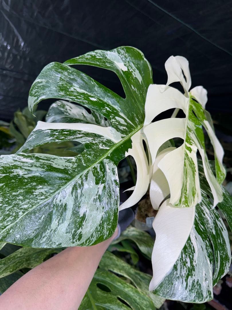 J3 モンステラ　ボルギシアナ　アルボ　ホワイトタイガー白斑　健康カット苗