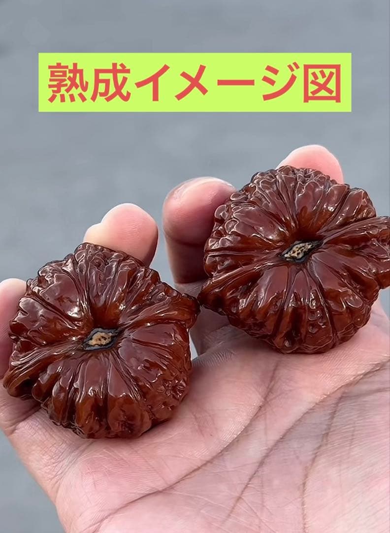 ❤️新入荷❤️No.685-a❤️文玩くるみ（文玩核桃） 精配南瓜