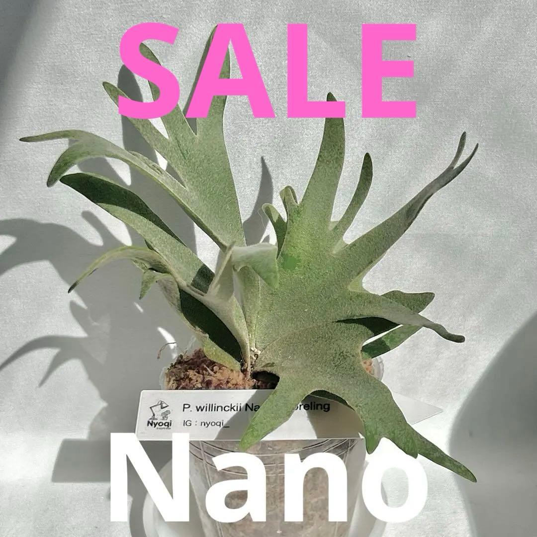 【第四種郵便】 P. Willinckii Nano(spore)【24】