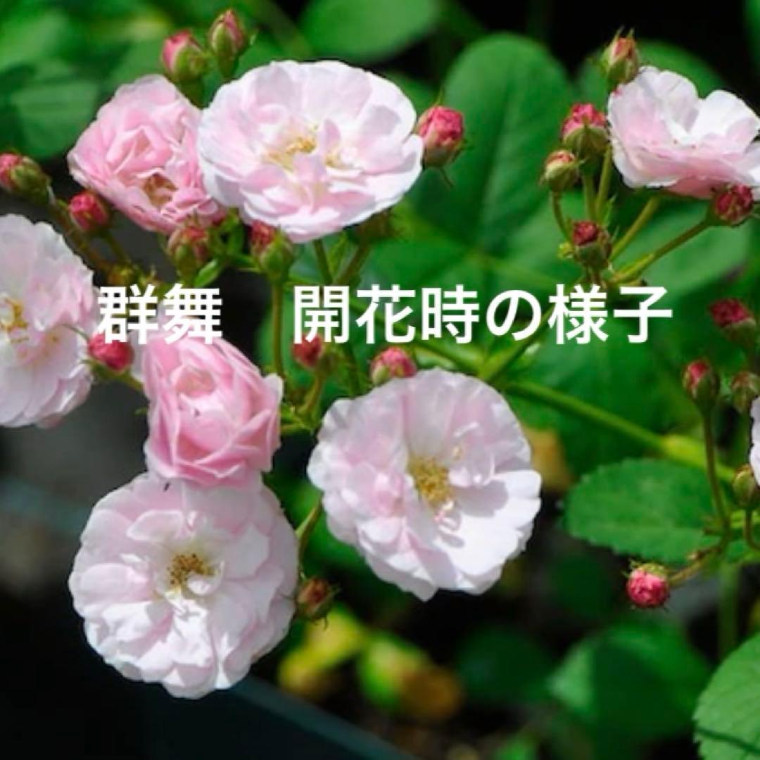ハート成形の群舞　かわいく豪華な寄せ植え　7号薔薇用鉢ごと宅急便発送