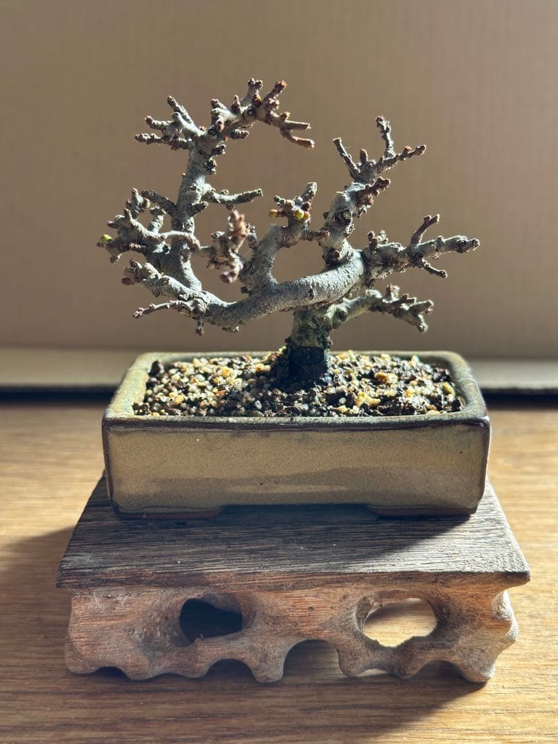 長寿梅 一重赤花 小品盆栽 ミニ盆栽-11
