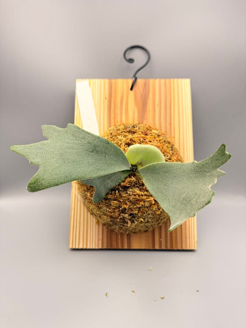 ビカクシダ　P. Anapat #9 sporeling