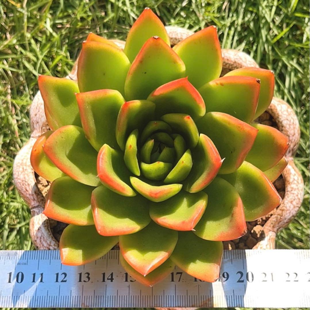 多肉植物❤️フロリディティール ❤️1頭12cm!拔き苗！三年生！セダム  おまけ