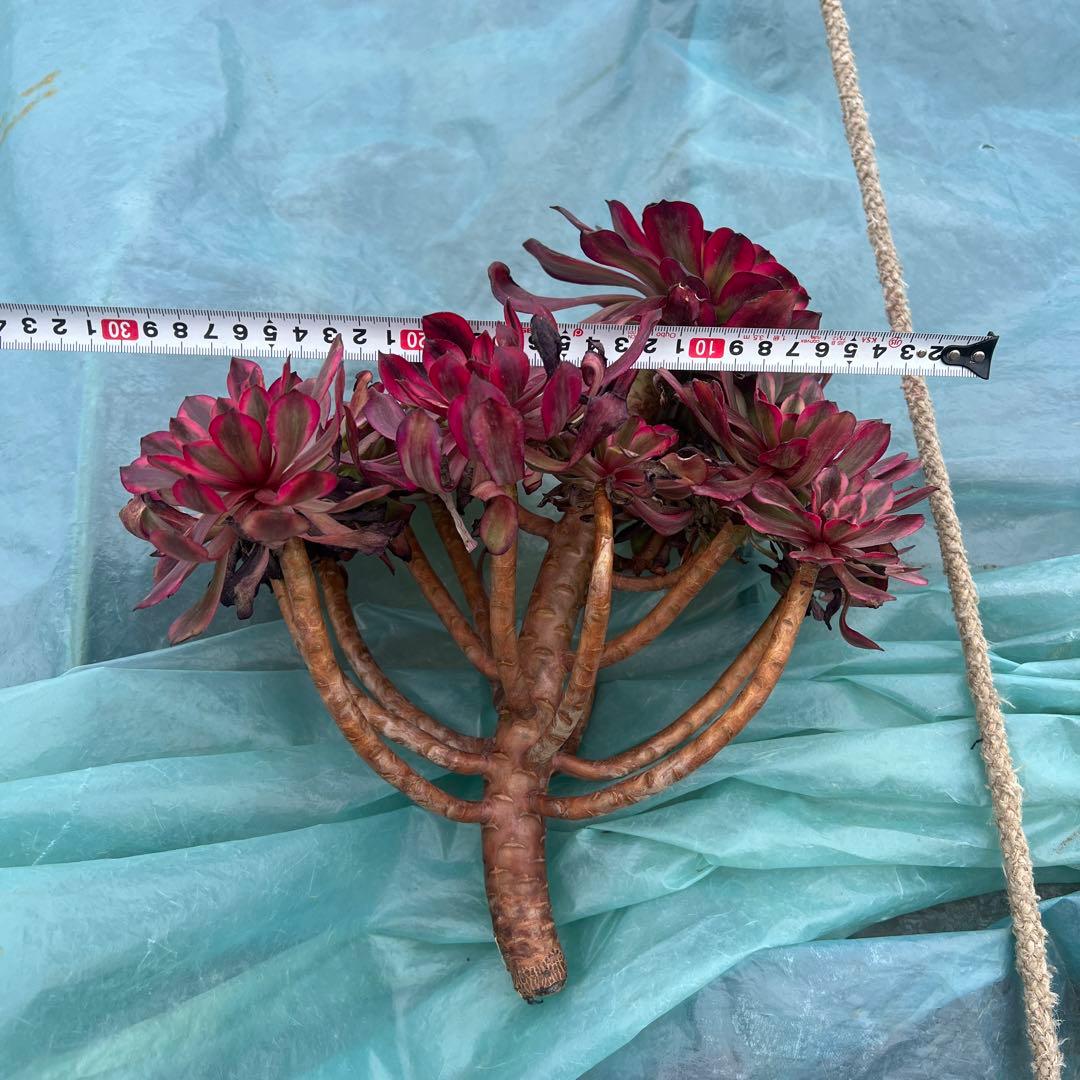 多肉植物。美姬法師錦カット苗（大群生）