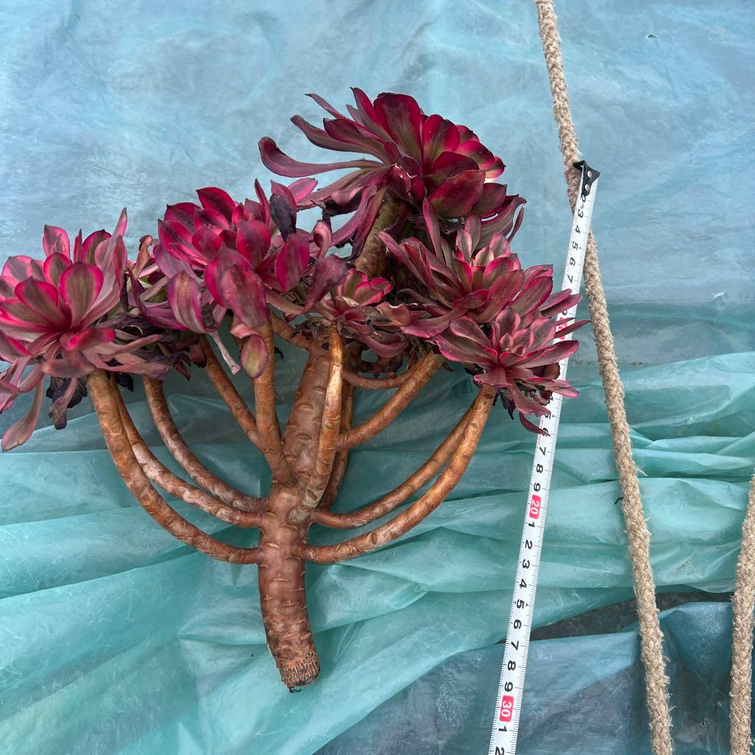 多肉植物。美姬法師錦カット苗（大群生）