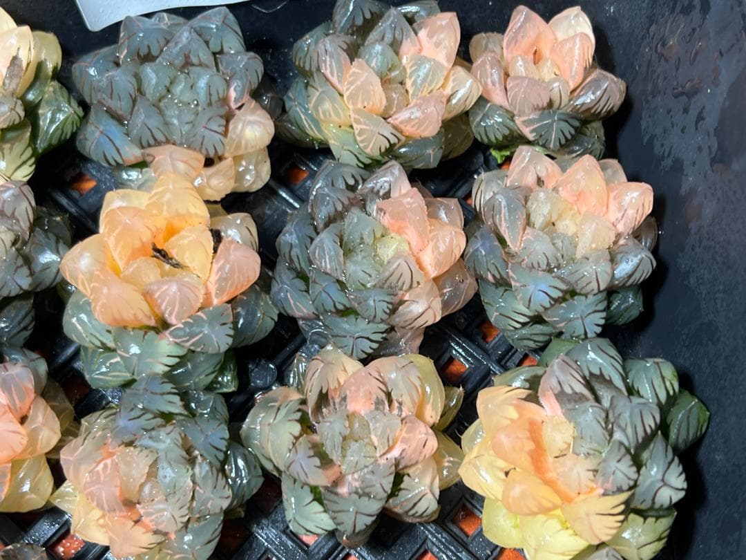 エ*カ様 多肉植物 ハオルチア　オブツーサ錦 水中月錦 糊斑 鮮明錦 25株セッ