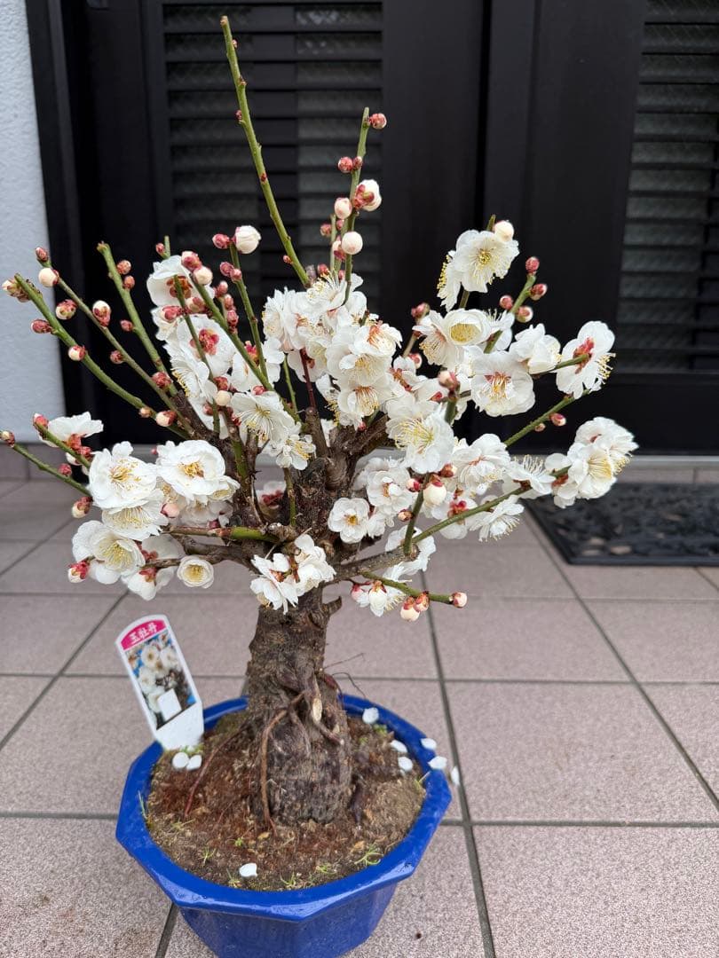 梅　玉牡丹　盆栽　鉢ごと発送