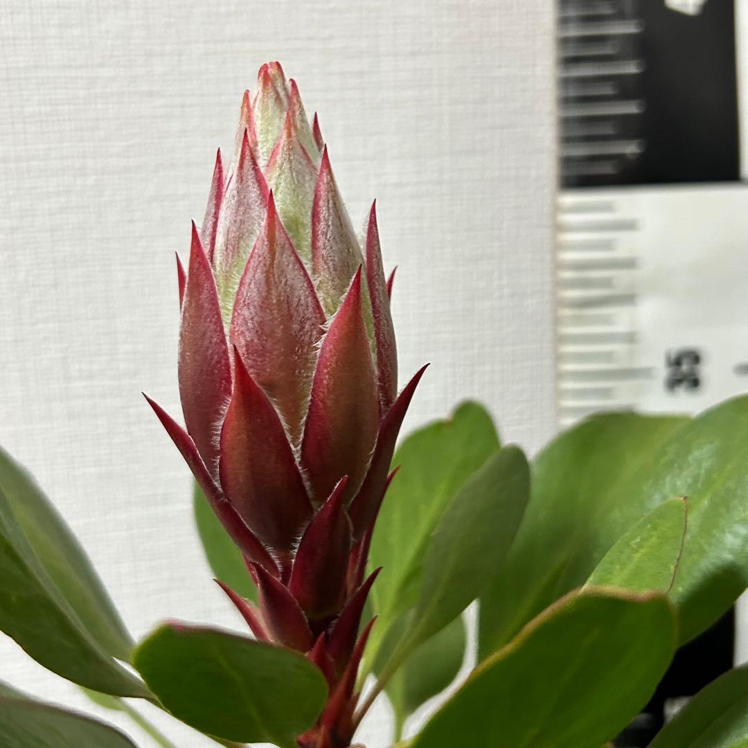 プロテアリトルプリンス　特A 美品　5-3-2k
