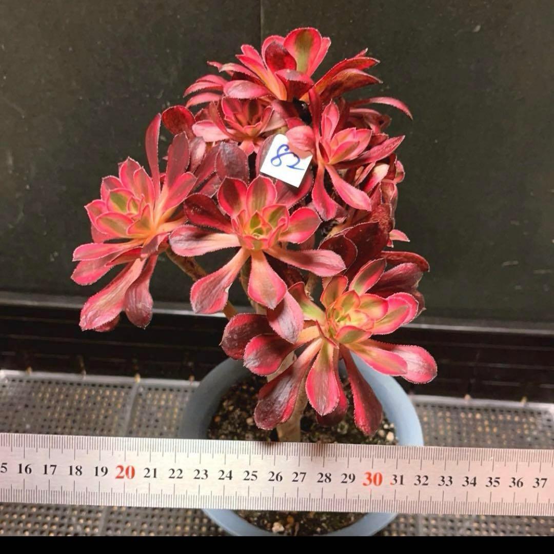82#多肉植物アエオニウム錦❤️ シャネル❤️10頭 16cm拨き苗