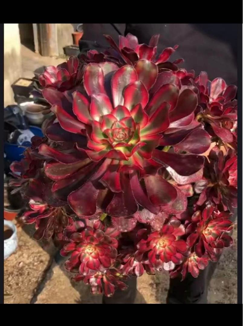82#多肉植物アエオニウム錦❤️ シャネル❤️10頭 16cm拨き苗