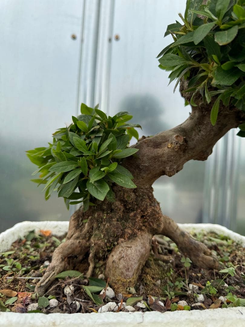 皐月盆栽