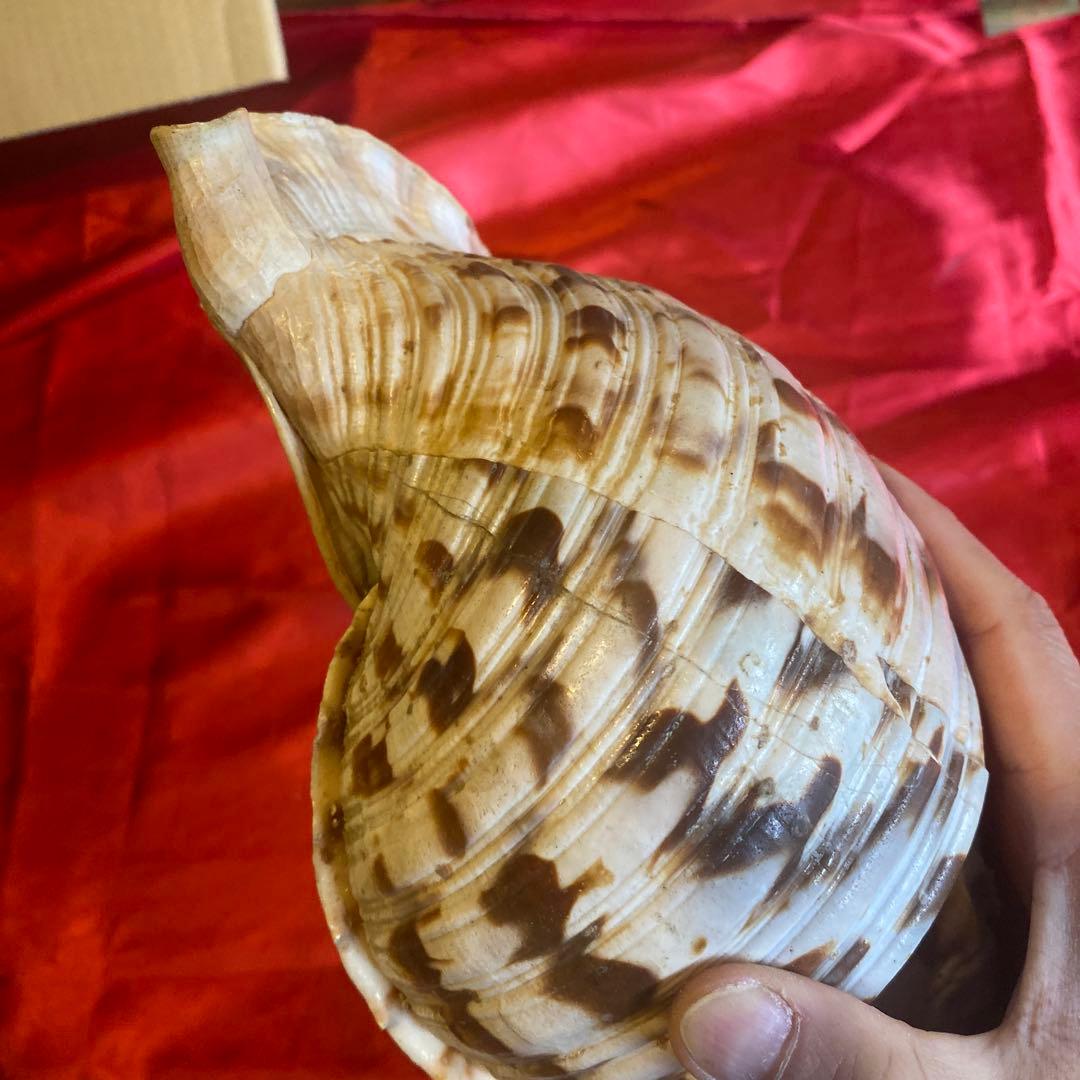 法螺貝　材料　約35cm 素材　魔除け