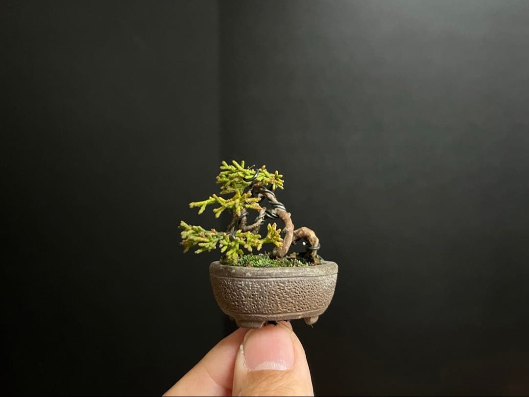 真柏盆栽　糸魚川真柏　極小　豆盆栽　捻転幹　樹高3.5cm ミニミニ盆栽
