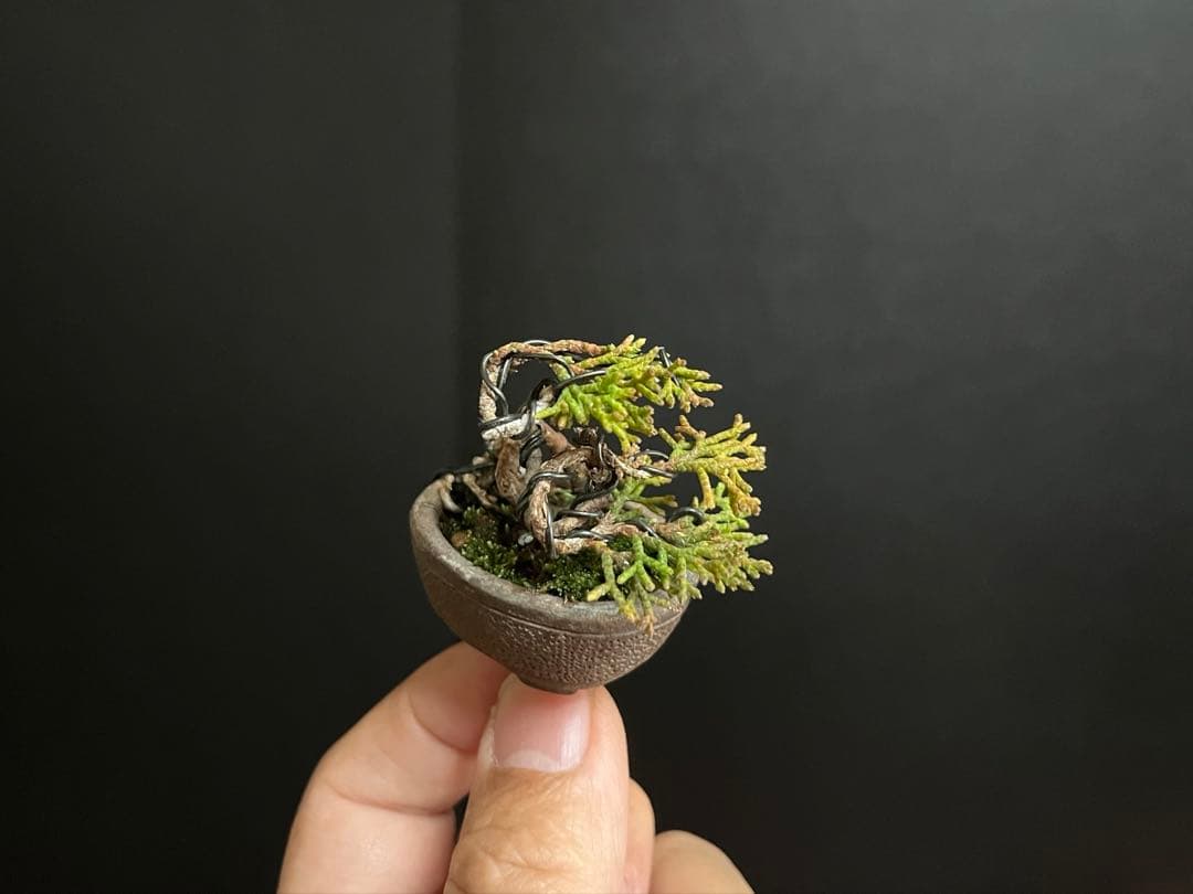真柏盆栽　糸魚川真柏　極小　豆盆栽　捻転幹　樹高3.5cm ミニミニ盆栽