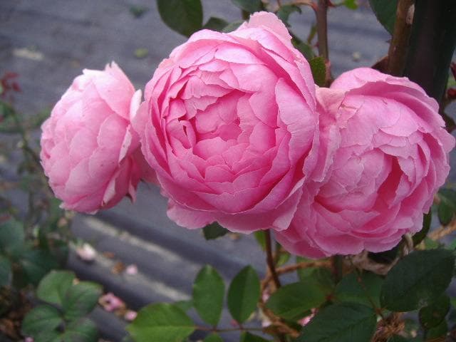 ザリーブ　6号スリット　ER　芽接ぎ苗　イングリッシュローズ