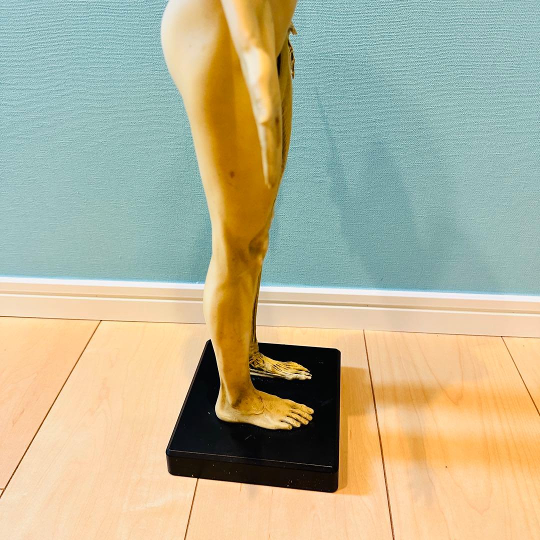 AnatomyTools　Female 1:3 Flesh 人体模型 アナトミー