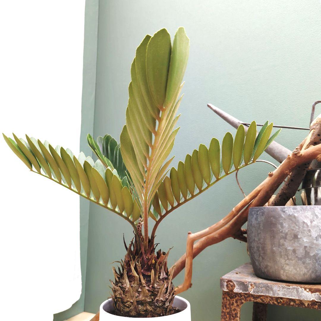 ヒロハザミア 【現品】メキシコソテツ ザミアプミラ 陶器７号
